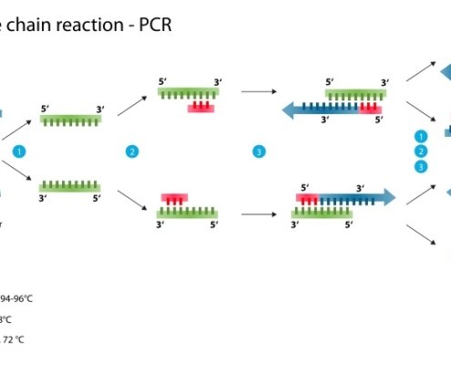 واکنش زنجیرهای پلیمراز (به انگلیسی: Polymerase Chain Reaction) که مخفف آن PCR میباشد. واکنش زنجیرهای پلیمراز (PCR) تکنیکی در زیستشناسی مولکولی است