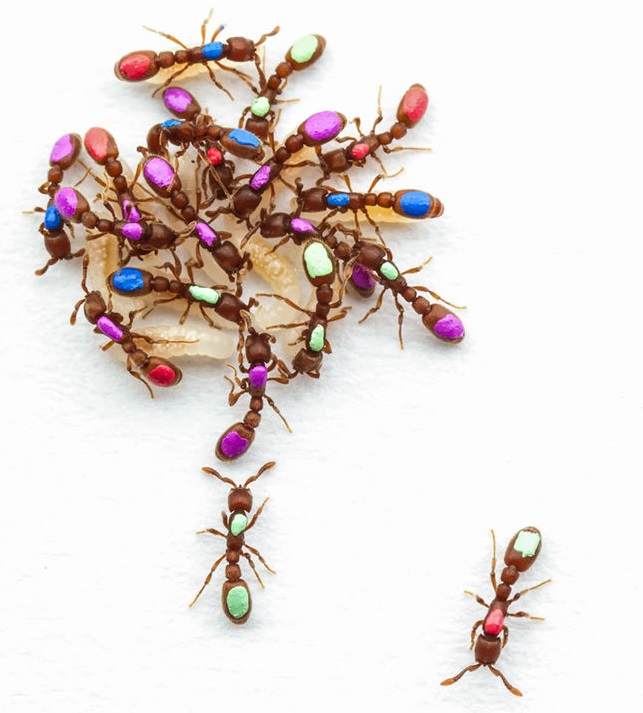 مورچه های دستکاری ژنتیکی شده