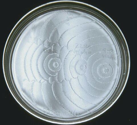 علت بوجود آمدن شکل دایره های متحد المرکز بر روی پلیت حاوی باکتری پروتیوس