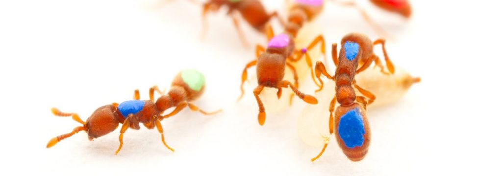اولین مورچه های دستکاری ژنتیکی شده که علامت گذاری شده اند