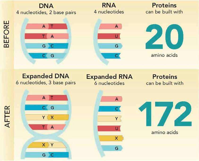دانشمندان توانستند دو نوکلئوتید جدید را خلق بکنند | DNA ساخته شده از 6 نوکلئوتید. تولید کدون های جدید