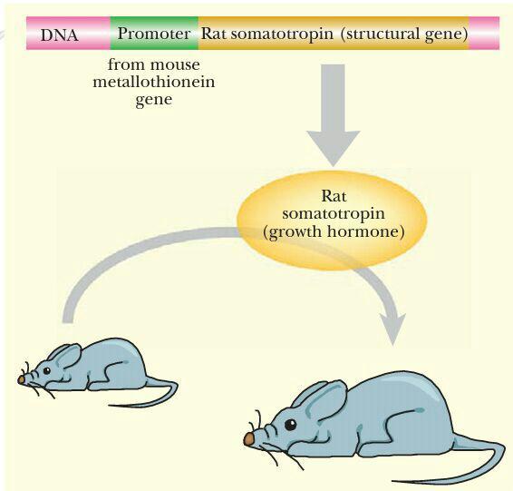 موش های ترانس ژنیک |انتقال ژن سوماتوتروپین rat به موش