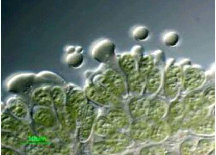 کلنی جلبک سبز تولید کننده ی نفت خام Botryococcus braunii