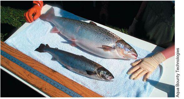 ماهی دستکاری ژنتیکی شده سالمون salmon