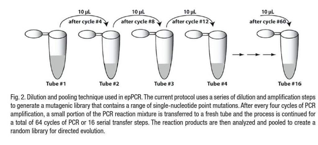 Error prone PCR