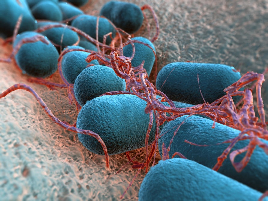 باکتری مهندسی ژنتیکی شده ای که به تشخیص مشکلات روده کمک می کند!