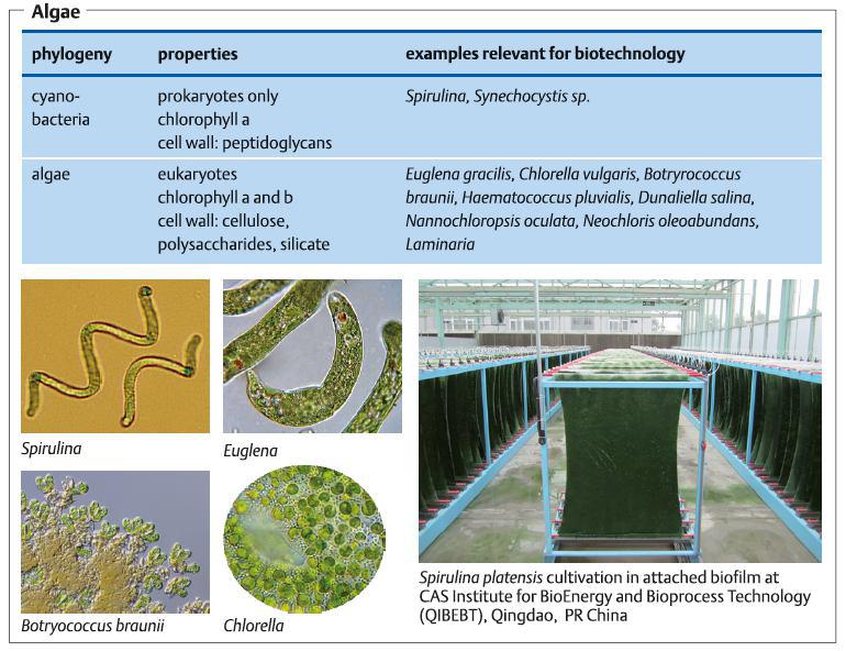 خلاصه ای از جلبک ها و اهمیت آن ها در بیوتکنولوژی