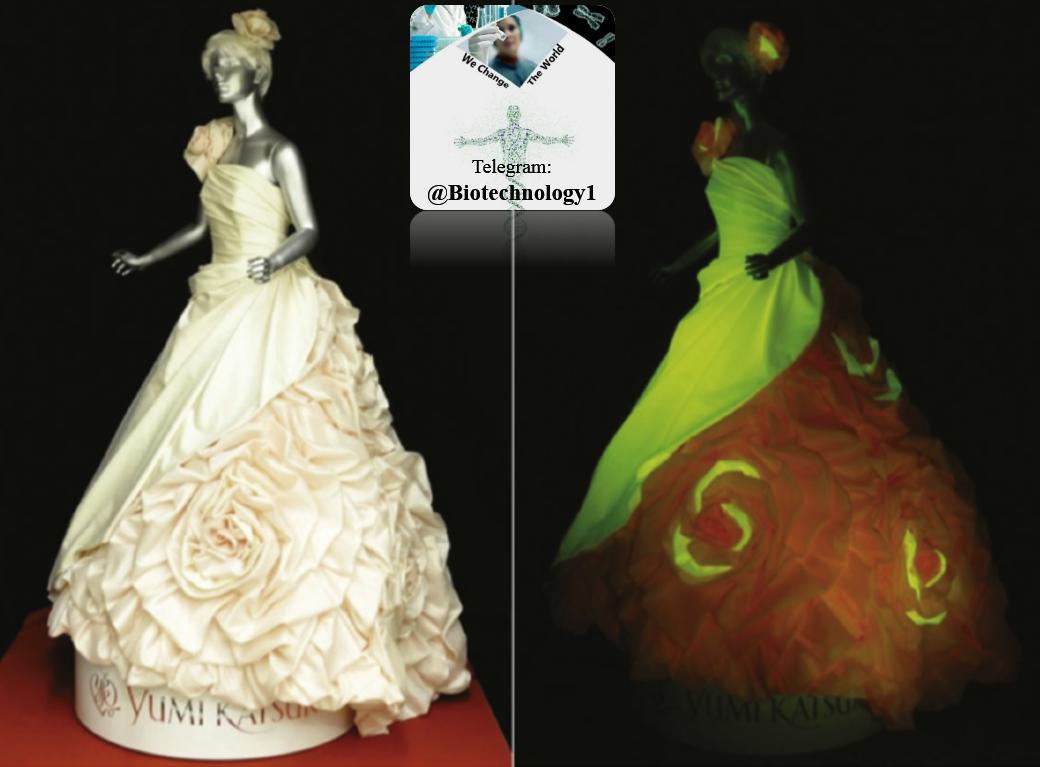 لباس ابریشمی عروسی فلورسنت که به وسیله کرم ابریشم ترانسژنیک تولید شده است