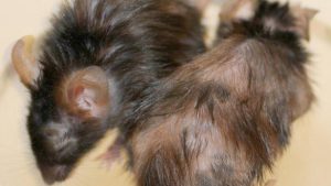 اثر درمان پپتید مهار کننده پیری بر روی دو موش مهندسی ژنتیک شده ای که زود پیر می شوند. موش سمت چپ تحت درمان با این پپتید قرار گرفته است و موش سمت راست به عنوان نمونه کنترل تحت درمان قرار نگرفته است