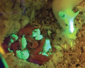 بچه موش های سبز رنگ از طریق تخمدان بیولوژیکی متولد شده اند