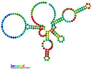 نقش رایبوزایم (ribozyme) در ژن درمانی