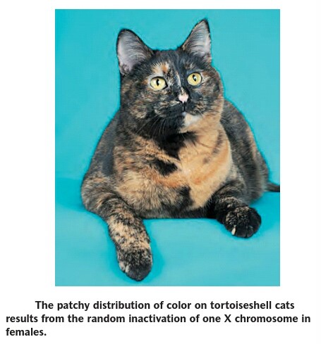 بوجود آمدن موزاییسم در گربه calico cat