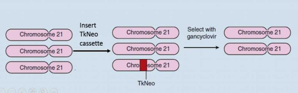 حذف یکی از سه کپی کروموزوم 21 با وارد کردن یک کاست DNA بنام TkNeo 
