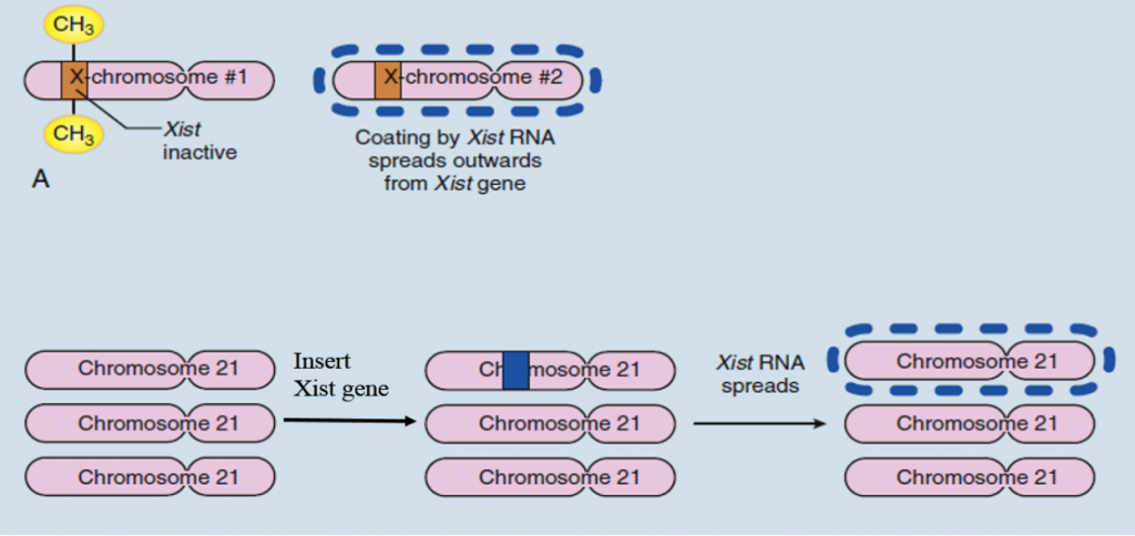 حذف یکی از سه کپی کروموزوم 21 با وارد کردن ژن Xist 