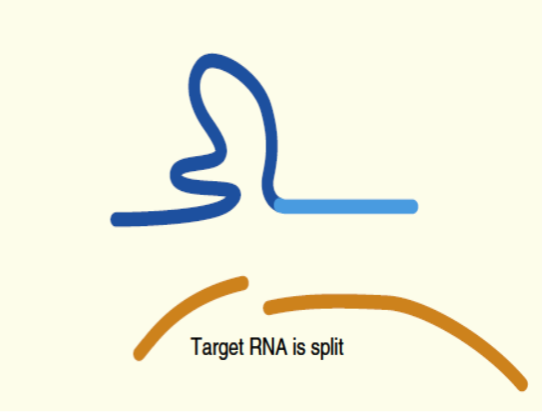 نقش رایبوزایم (ribozyme) در ژن درمانی