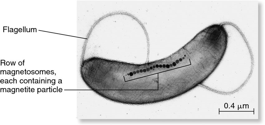 باکتری مگنتواسپیریلیوم سازنده نانو ذره مگنتیک