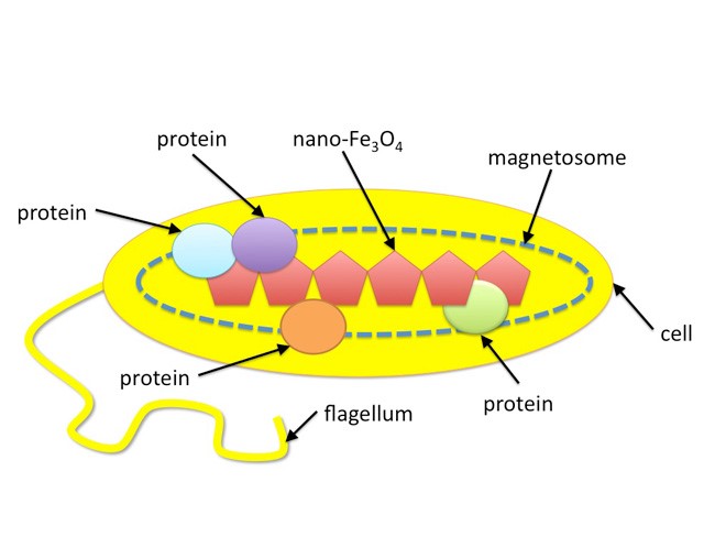 باکتری مگنتواسپیریلیوم سازنده نانوذرات مگنتیک