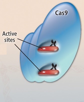 پروتیین Cas9 دوتا جایگاه فعال برای برش رشته های DNA دارد به نام جایگاه های فعال HNH و RuvC1 که در DNA خارجی برش ایجاد می کند. - سیستم ویرایش ژنومی کریسپر/Cas