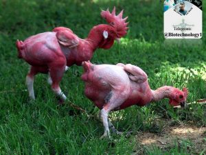 مرغ دستکاری ژنتیکی شده بدون پر