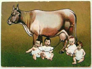 تولید شیر انسان از طریق گاو های مهندسی ژنتیکی شده