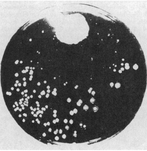 شکل 1. عکس از الکساندر پلیت اصلی فلمینگ که کپک پنی سیلیوم نوتاتوم روی آن رشد کرده و اثر مهار کننده رشد باکتری را نشان داده است.