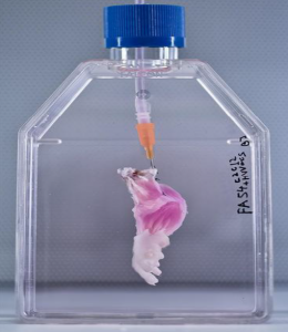 تولید اندام مصنوعی بدن موش در محیط آزمایشگاهی