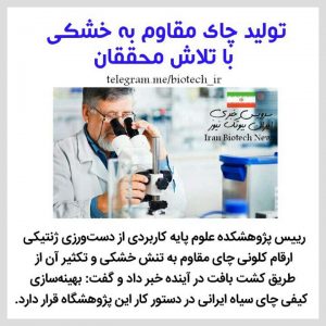 تولید چای مقاوم به خشکی با تلاش محققان ایرانی