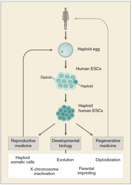 پتانسیل کاربرد سلول های بنیادی هاپلوئید انسانی