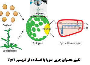 تغییر محتوای چربی سویا با استفاده سیستم ویرایش ژنومی کریسپر Cpf1 ٬ سعید کارگر ٬ انجمن بیوتکنولوژی ٬ بیوتکنولوژی ٬ ارشد بیوتکنولوژی ٬ دکترای بیوتکنولوژی ٬ بازار کار بیوتکنولوژی ٬ بیوتکنولوژی حیوانات ٬ بیوتکنولوژی دارویی ٬ رتبه لازم برای بیوتکنولوژی ٬ بیوتکنولوژی دانشگاه تهران ٬ بیوتکنولوژی مهندسی شیمی ٬ بیوتکنولوژی میکروبی ٬ بیوتکنولوژی پزشکی ٬ بیوتکنولوژی چیست ٬ بیوتکنولوژی گیاهی٬ زیست فناوری ٬ زیست فن آوری ٬ مهندسی علوم زیستی ٬ دانشگاه تهران ٬ کارنامه ارشد بیوتکنولوژی پزشکی ٬ کریسپر ٬ متاژنومیکس ٬ بیومارکر ٬ تراریخته ٬ ترانس ژنیک ٬ ترانسژنیک٬ اینستاگرام بیوتکنولوژی٬ کانال تلگرامی بیوتکنولوژی٬ گروه تلگرامی بیوتکنولوژی ٬ کانال بیوتکنولوژی دانشگاه تهران ٬ فلورسنس ٬ فلوسایتومتری ٬ مهندسی ژنتیک ٬ میکروارگانیسم ٬ میکروبیوم ٬ پیگمنت ٬ ژن درمانی ٬ ژن گزارشگر ٬ فلورسنت ٬ باکتری٬ آنتی بادی منوکلونال ٬ آلزایمر٬ سرطان ٬ ترانسژنیک ٬ ابریشم ٬ پروموتور ٬ حشرات سایبورگ ٬ بیونیک سنتتیک بیولوژی ٬ CRISPR، crispr چیست؟، pre-crRNA، spacer، تکنیک کریسپر، روش crispr، ساختار ژنی کریسپر، سیستم CRISPR/Cas، سیستم ویرایش ژنومی کریسپر/Cas، فناوری کریسپر، کریسپر، کریسپر pdf، کریسپر چیست؟، کریسپر+ppt، کمپلکس Cas، مکانیسم کریسپر، نقش سیستم کریسپر/Casدر باکتری ٬ بیوتکنولوژی دانش آموزی