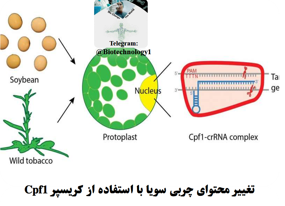 تغییر محتوای چربی سویا با استفاده سیستم ویرایش ژنومی کریسپر Cpf1