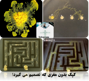 کپک بدون مغزی که تصمیم می گیرد! ٬ انجمن بیوتکنولوژی ٬ بیوتکنولوژی ٬ ارشد بیوتکنولوژی ٬ دکترای بیوتکنولوژی ٬ بازار کار بیوتکنولوژی ٬ بیوتکنولوژی حیوانات ٬ بیوتکنولوژی دارویی ٬ رتبه لازم برای بیوتکنولوژی ٬ بیوتکنولوژی دانشگاه تهران ٬ بیوتکنولوژی مهندسی شیمی ٬ بیوتکنولوژی میکروبی ٬ بیوتکنولوژی پزشکی ٬ بیوتکنولوژی چیست ٬ بیوتکنولوژی گیاهی٬ زیست فناوری ٬ زیست فن آوری ٬ مهندسی علوم زیستی ٬ دانشگاه تهران ٬ کارنامه ارشد بیوتکنولوژی پزشکی ٬ کریسپر ٬ متاژنومیکس ٬ بیومارکر ٬ تراریخته ٬ ترانس ژنیک ٬ ترانسژنیک٬ اینستاگرام بیوتکنولوژی٬ کانال تلگرامی بیوتکنولوژی٬ گروه تلگرامی بیوتکنولوژی ٬ کانال بیوتکنولوژی دانشگاه تهران ٬ فلورسنس ٬ فلوسایتومتری ٬ مهندسی ژنتیک ٬ میکروارگانیسم ٬ میکروبیوم ٬ پیگمنت ٬ ژن درمانی ٬ ژن گزارشگر ٬ فلورسنت ٬ باکتری٬ آنتی بادی منوکلونال ٬ آلزایمر٬ سرطان ٬ ترانسژنیک ٬ ابریشم ٬ پروموتور ٬ حشرات سایبورگ ٬ بیونیک سنتتیک بیولوژی ٬ CRISPR، crispr چیست؟، pre-crRNA، spacer، تکنیک کریسپر، روش crispr، ساختار ژنی کریسپر، سیستم CRISPR/Cas، سیستم ویرایش ژنومی کریسپر/Cas، فناوری کریسپر، کریسپر، کریسپر pdf، کریسپر چیست؟، کریسپر+ppt، کمپلکس Cas، مکانیسم کریسپر، نقش سیستم کریسپر/Casدر باکتری ٬ بیوتکنولوژی دانش آموزی