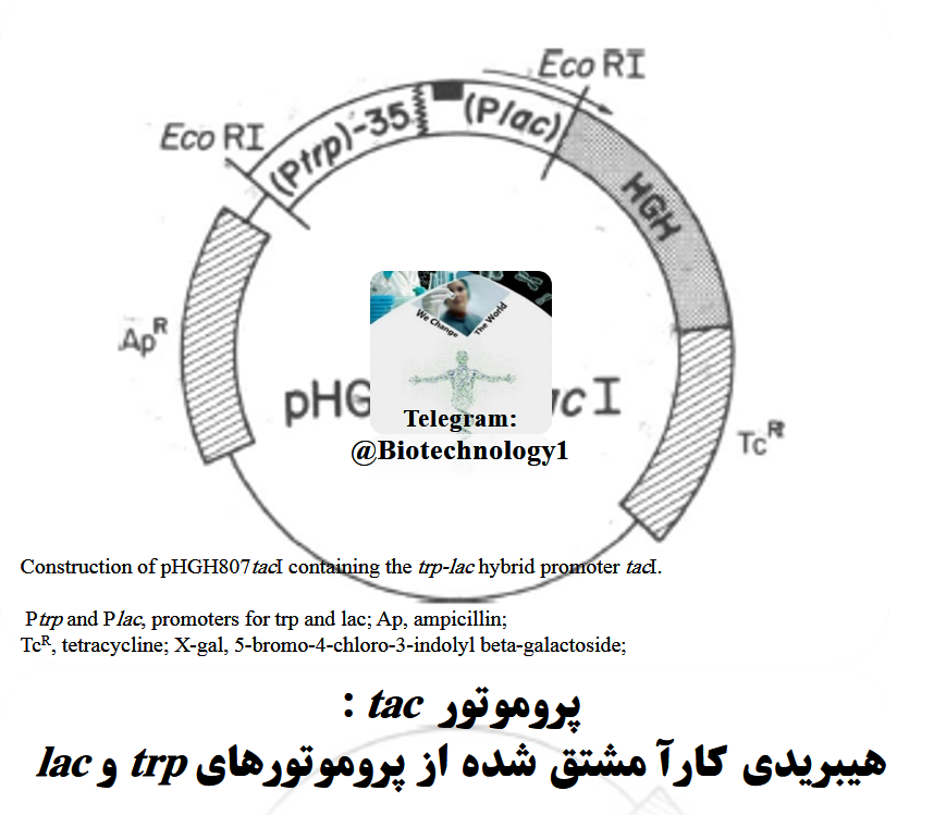 پروموتور tac : هیبریدی کارآ مشتق شده از پروموتورهای trp و lac