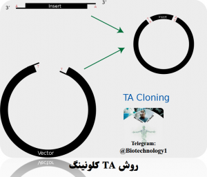 روش TA کلونینگ - مزیت ها و معایب روش TA کلونینگ