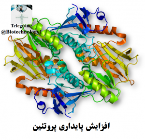 افزایش پایداری پروتئین - افزایش نیمه عمر پروتئین - توالی PEST - بیوتکنولوژی