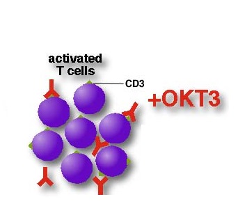 آنتی بادی مونوکلونال OKT3 به گیرنده سطح سلول به نام CD3 که روی تمام سلولهای T وجود دارد، باند می شود