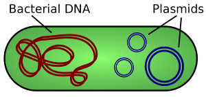 پلاسمیدهای طبیعی یک مولکول DNA دو رشته معمولاً حلقوی است که بطور مستقل از کروموزوم باکتری می تواند همانندسازی کند. بیوتکنولوژی