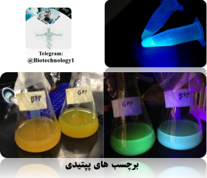 برچسب های پپتیدی ، ژن های گزارشگر ، gfp ، bfp پروتئین فلورسنت سبز ، پروتئین فلورسنت آبی