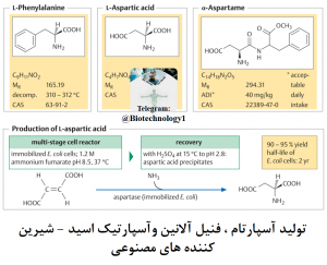 تولید آسپارتام ، L- فنیل آلانین و L- آسپارتیک اسید - بیوتکنولوژی - شیرین کننده های مصنوعی