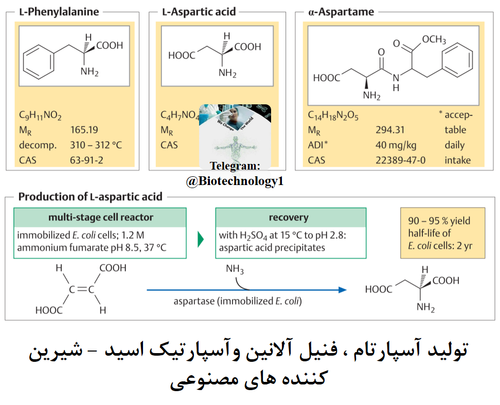 تولید آسپارتام ، L- فنیل آلانین و L- آسپارتیک اسید – بیوتکنولوژی – شیرین کننده های مصنوعی
