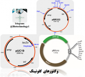 وکتورهای کلونینگ - خضوضیات وکتورهای کلونینگ - بیوتکنولوژی - زیست فناوری