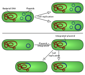 دو نوع پلاسمید باکتریایی. Non integrating plasmid ها بصورت مستقل و مثل آنچه در بالا نشان داده شده است همانندسازی می کنند در حالیکه اپ یزوم ها (مثال پایین) به درون کروموزوم میزبان وارد می شوند.
