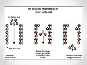 کروماتوگرافی تعویض یونی براساس تفاوت بار سطحی در پروتئین ها آن ها را از یکدیگر جدا می کند. تخلیص بر پایه یک میانکنش برگشت پذیر بین یک پروتئین باردار و یک بستر یا لیگاند با بار مخالف (برهمکنش های یونی) است.