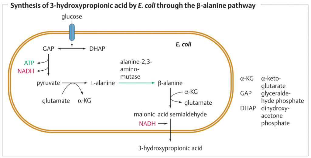 بیوسنتز 3-هیدروکسی-پروپیونیک اسید (3-HP) در باکتری اکلای بوسیله ی مسیر سنتز بتا آلانین ، بیوتکنولوژی ، زیست فناوری