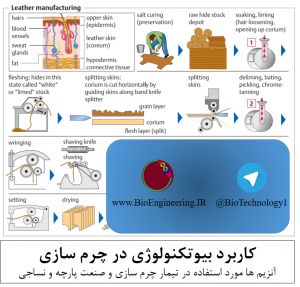 کاربرد بیوتکنولوژی در چرم سازی آنزیم ها مورد استفاده در تیمار چرم سازی و صنعت پارچه و نساجی آلفا آمیلاز باسیلوس ، سلولاز آسپرژیلوس ، کلاژن ، الاستین ، هیدرودرمیس ، سورفاکتانت ، آنزیم های پروتئولیتیک ، آنیلین چرم ، تریپسین ، Bacillus subtilis ، Aspergillus sojae ، دباغی ، Bacillus alkalophilus ، پروتئاز های قارچی ، BioBlast ، آنزیم ها برای صنعت پارچه و نساجی ، آنزیم ها و تیمار چرم