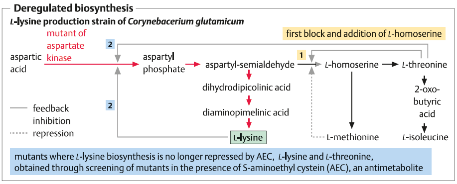 بیوسنتز لیزین به وسیله گونه کورینه باکتریوم گلوتامیکوم ، auxotrophic ، glutamicum ، Corynebacterium glutamicum ، L-لیزین ، Lysine ، Methionine ، Threonine ، اگزوتروفیک ، اگزالواستات ، ترئونین ، چرخه اسیدسیتریک ، مهندسی متابولیک ،