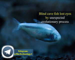 تکامل غیر منتظره غار ماهی (cavefish) Blind cave fish lost eyes by unexpected evolutionary process