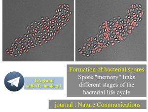 حافظه اسپور باکتری اسپور باکتری ها حافظه دارد Formation of bacterial spores Spore "memory" links different stages of the bacterial life cycle