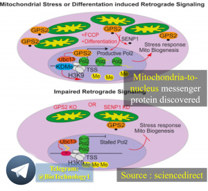 پروتئینی پیام رسان میتوکندری به هسته کشف شد Mitochondria-to-nucleus messenger protein discovered