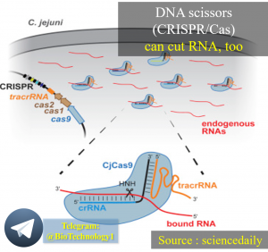 قیچی DNA (سیستم کریسپر) می تواند RNA هم برش بدهد DNA scissors (CRISPR/Cas) can cut RNA, too