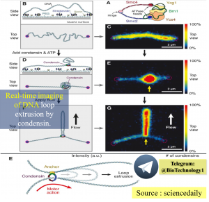 تصویربرداری Real time از خارج شدن حلقه DNA توسط پروتئین condensin - Real-time imaging of DNA loop extrusion by condensin